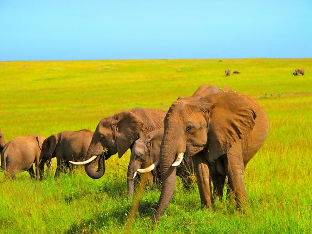 3 Elephants