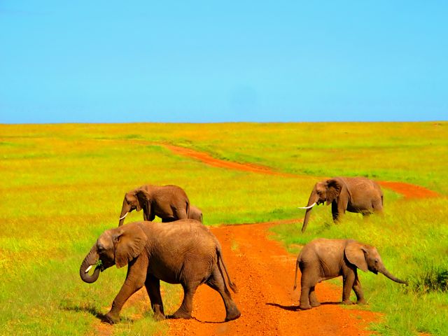 Baby Elephant not Listening to Adults