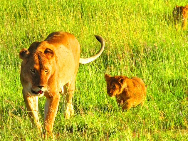 Female Lion With Cubs