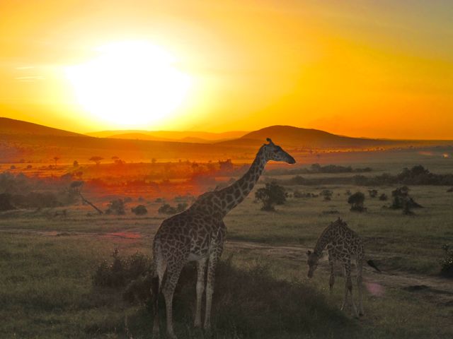 Giraffs at Sunset