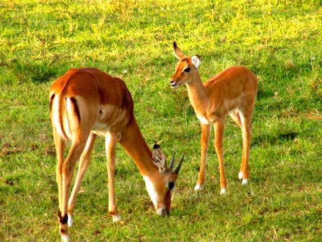 Impala and Fawn