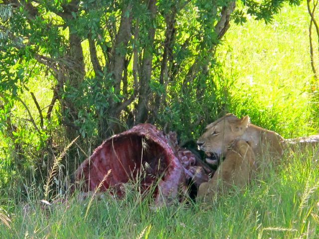 Lion with Kill