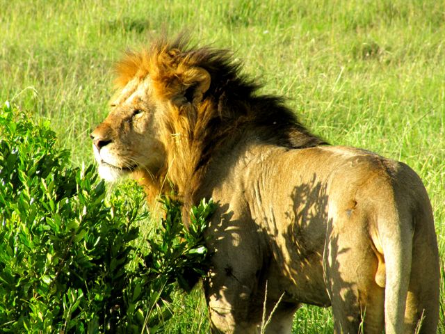 Male Lion