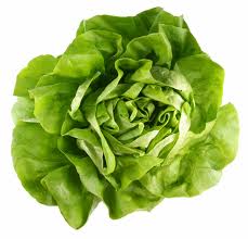 Lettuce Travel