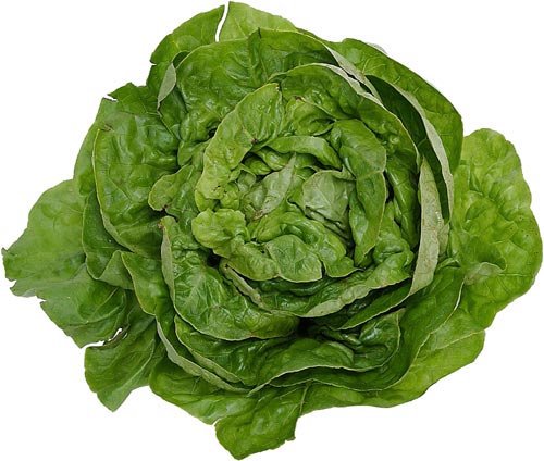 Lettuce