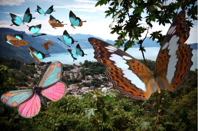 Butterflies Guatemala