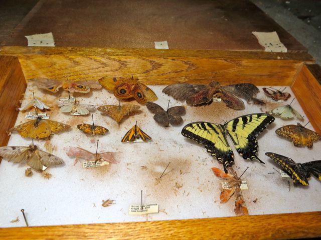 15 year on, my parents attic is still home to some of those insects