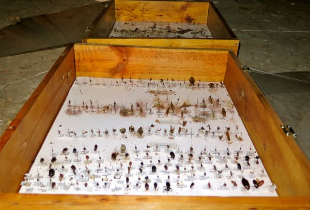 Insect Board