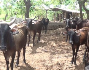 Cows Ometepe