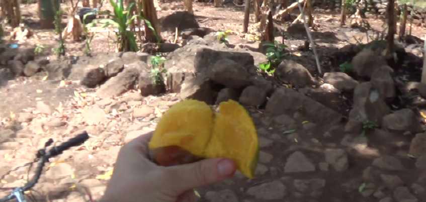 Mangos Ometepe