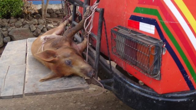 Pig Nicaragua