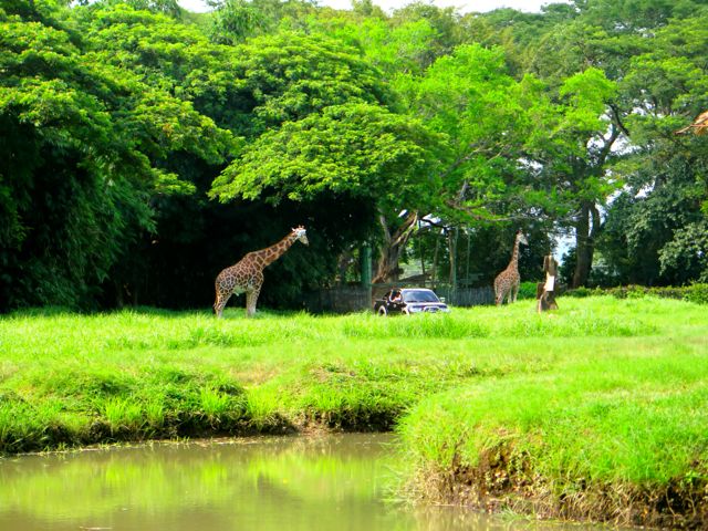 Autosafari Chapin Giraffes