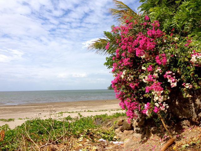 Flowers in Ometepe Nicaragua