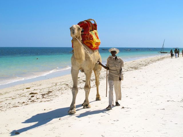 Camel on Beach in Mombasa