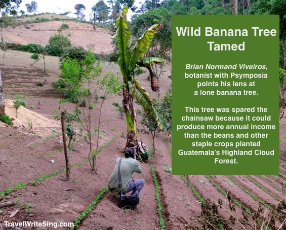 Wild Banana Tree Tamed