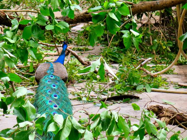 Peacock in Thailand