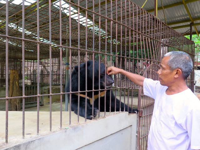 Som Petting a Sun Bear in Thailand