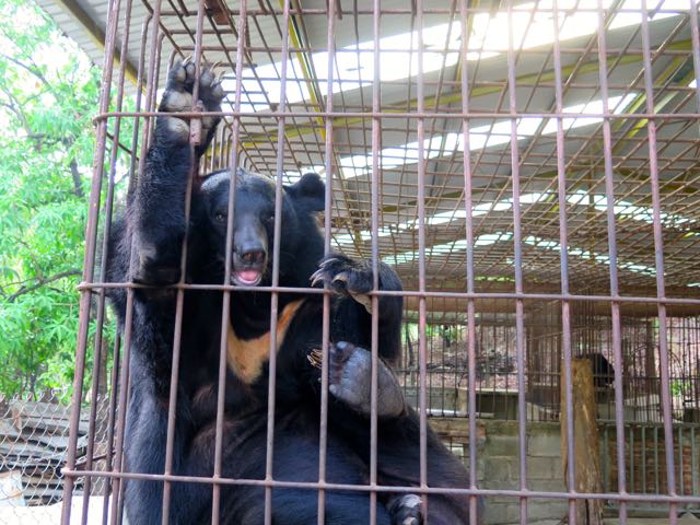 Sunbear in Thailand