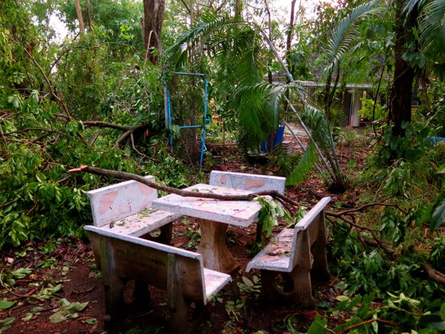 Fallen Tree Thailand