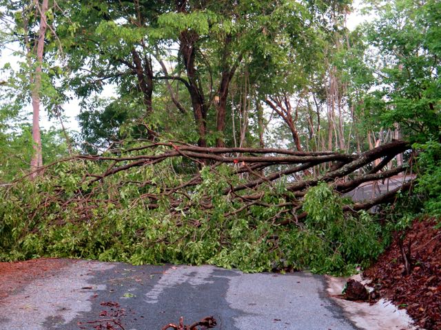 Fallen Tree in Thailand