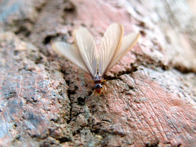 Termites Thailand